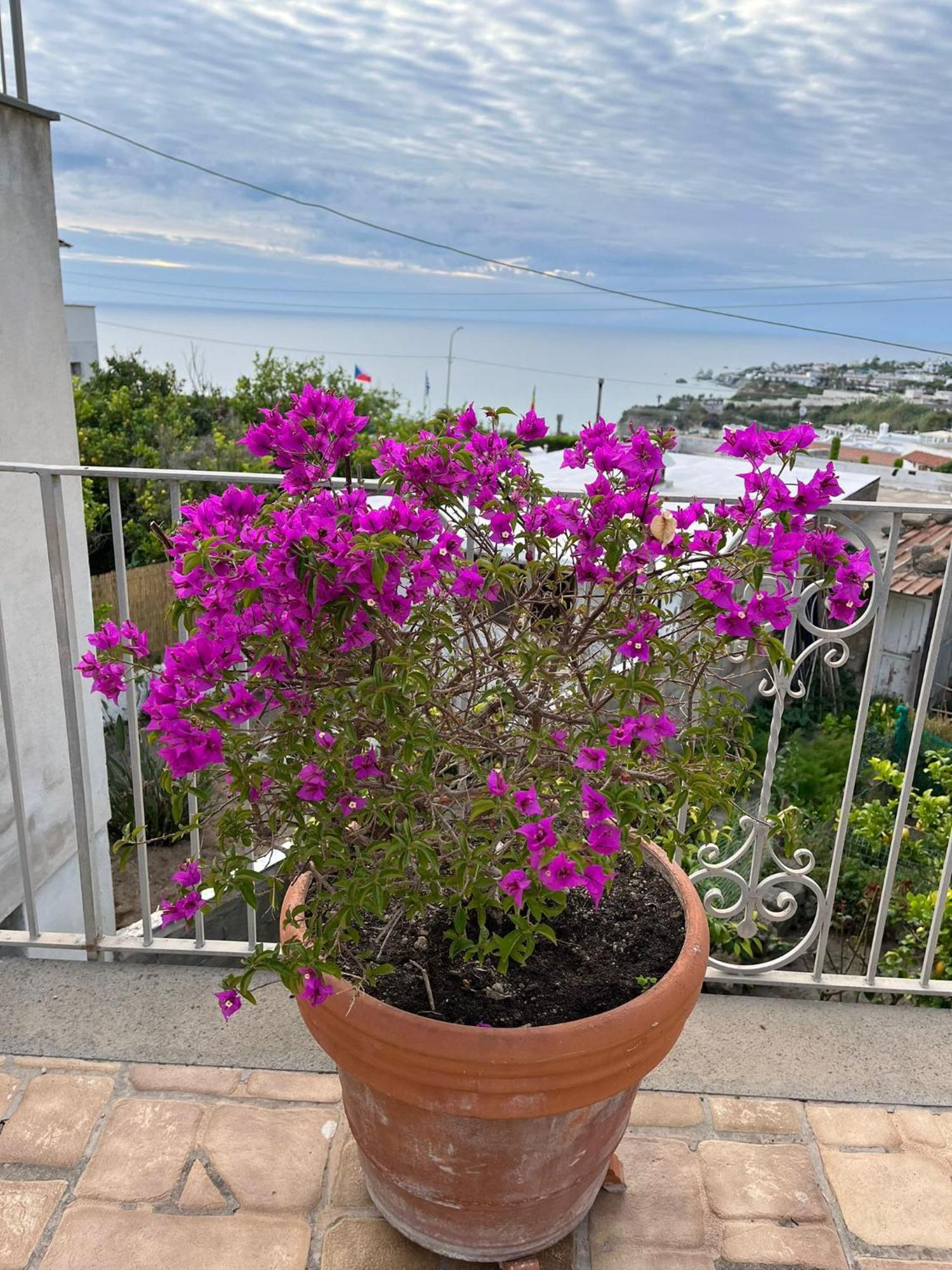 Willa Chez Marie Ischia Zewnętrze zdjęcie